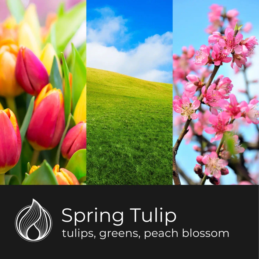 Candle World soja-Duftkerze im Glas Spring Tulip 120 g Tulpe